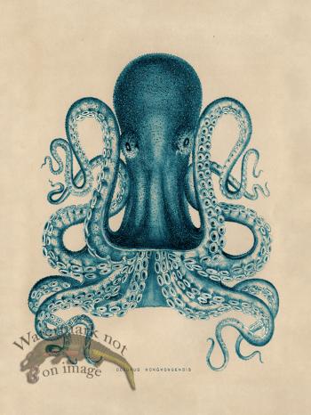 Octopus Teal 02